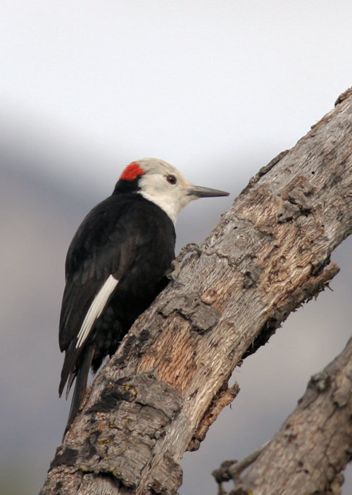 White-headed Woodpecker